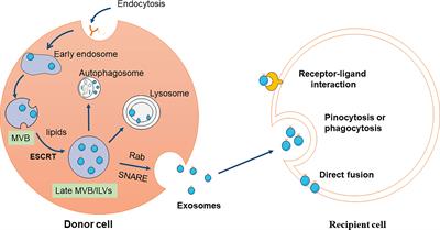 Exosomes: Biomarkers and Therapeutic Targets of Diabetic Vascular Complications